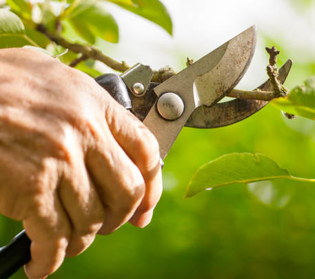 Dessouchage d'arbres entreprise Pourcieux 83470