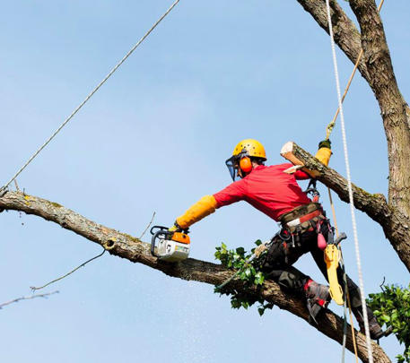 Abattre ses arbres à Saint-Marc-Jaumegarde - Elagage CORTES