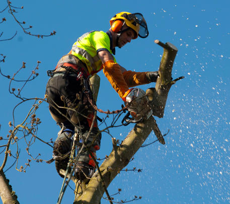 Abattre des abres  Provence-Alpes-Côte d'Azur Tel: 04 84 25 60 35