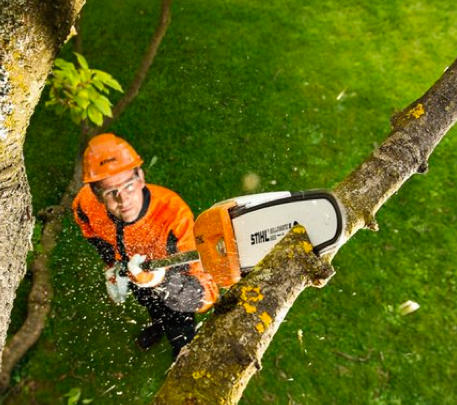 Dessouchage d'arbres à Beaurecueil 13100 Elagage CORTES