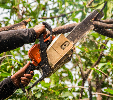 Dessouchage d'arbre Entreprise Saint-Marc-Jaumegarde