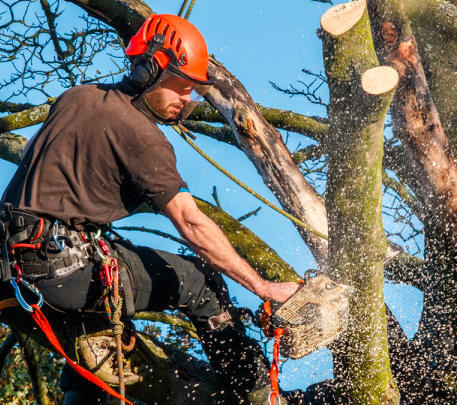 Elagage d'arbre 84310 Morières-lès-Avignon Tel: 04 84 25 60 35