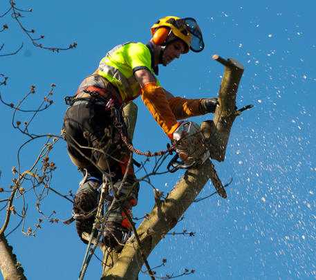 Elagueur arbre La Bastide-des-Jourdans 84240