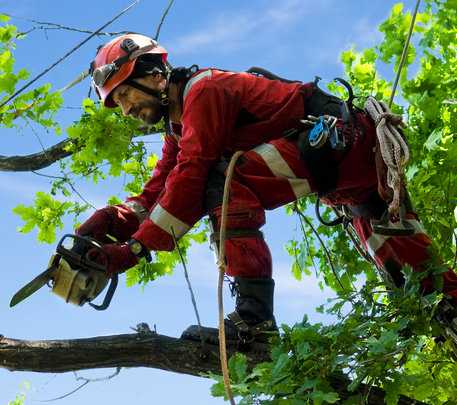 Elagueurs prix Caumont-sur-Durance 84510