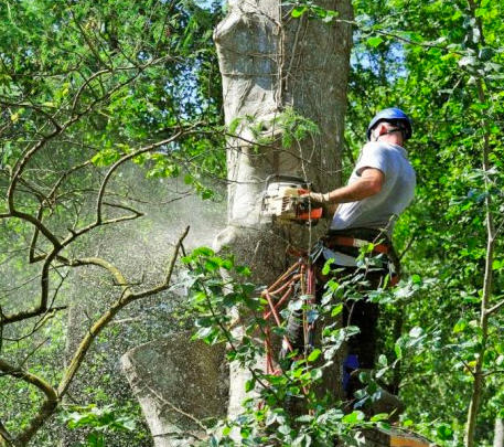 Elagueur professionnel 13100 Saint-Marc-Jaumegarde
