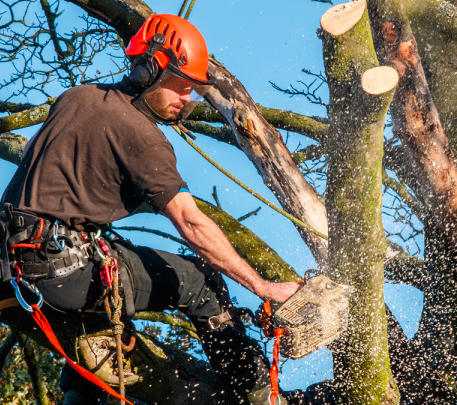 Entreprise elagueur La Fare-les-Oliviers 13580