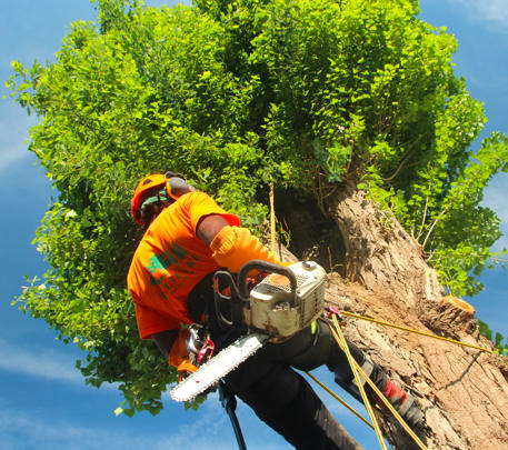 Travaux d'élagage et d'abattage à Trets